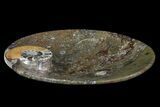Round Fossil Goniatite Dish #74012-2